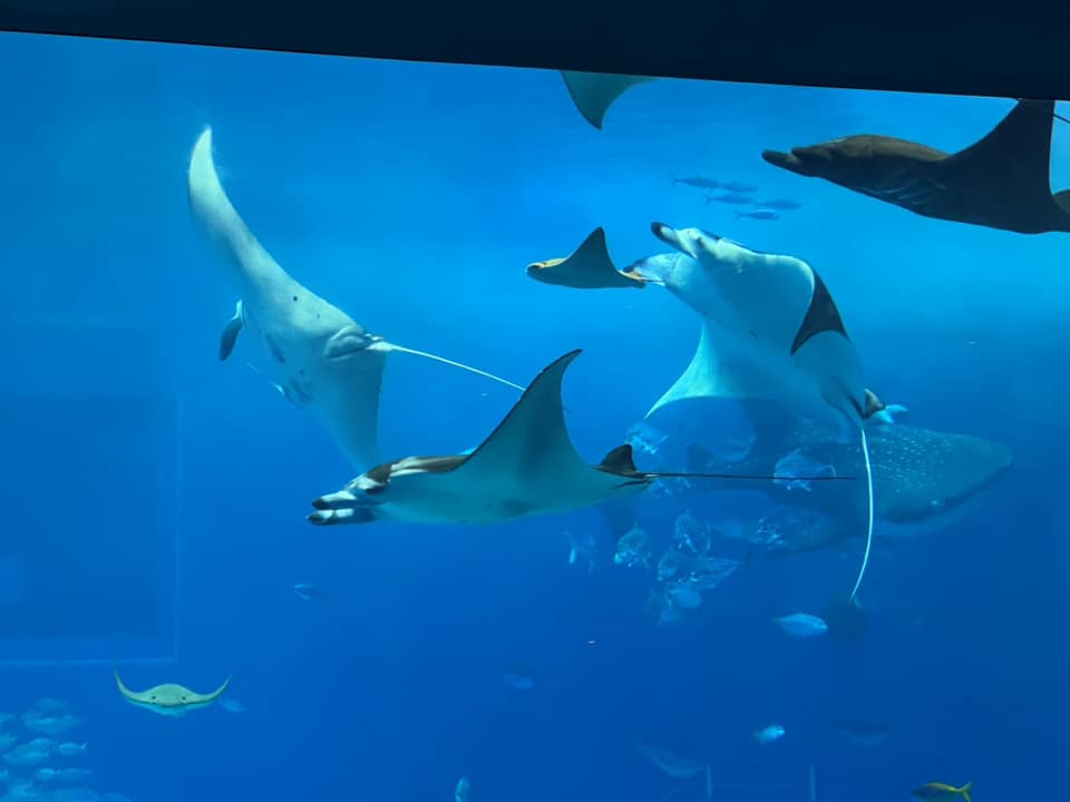 世界最大級の「黒潮の海」水槽