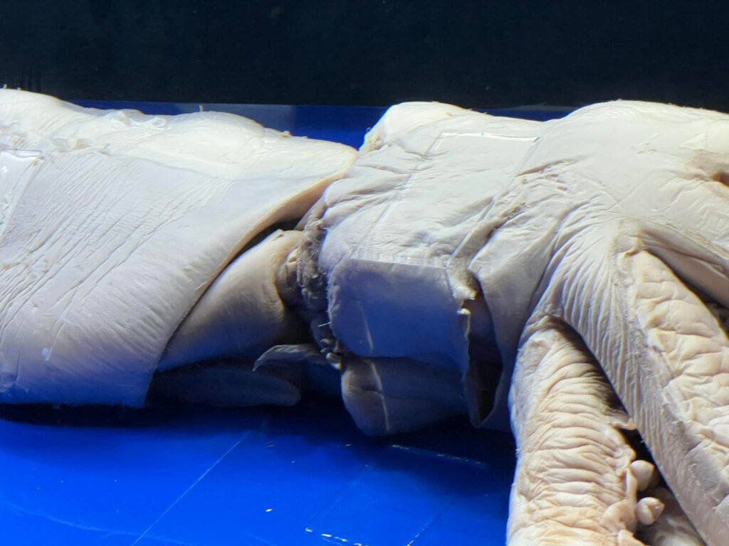 美ら海水族館のzダイオウイカ