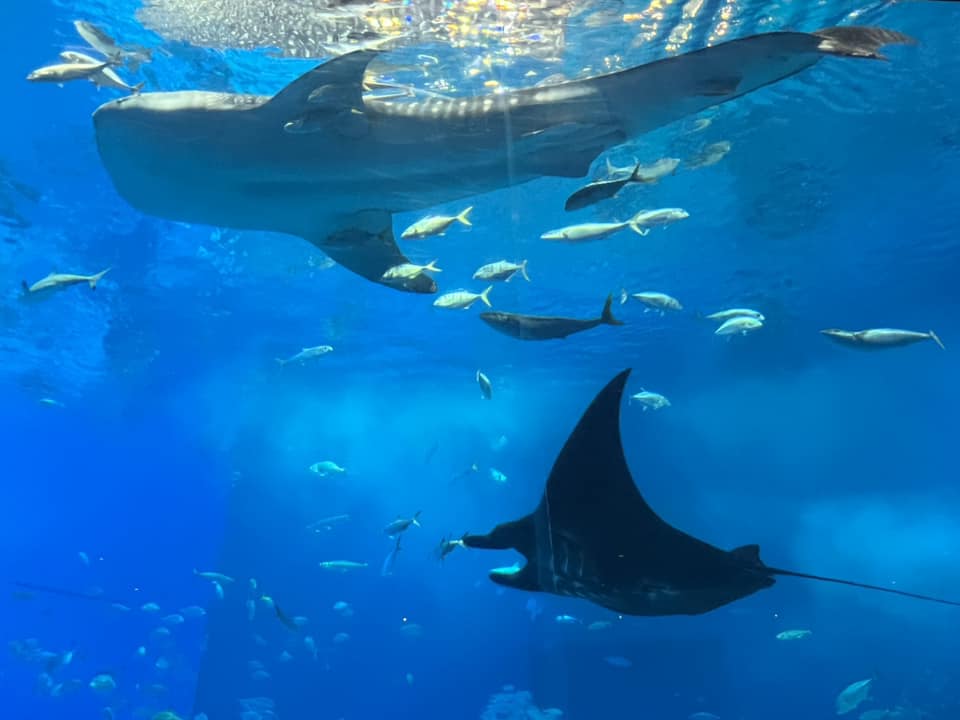 美ら海水族館のジンベイザメとマンタ