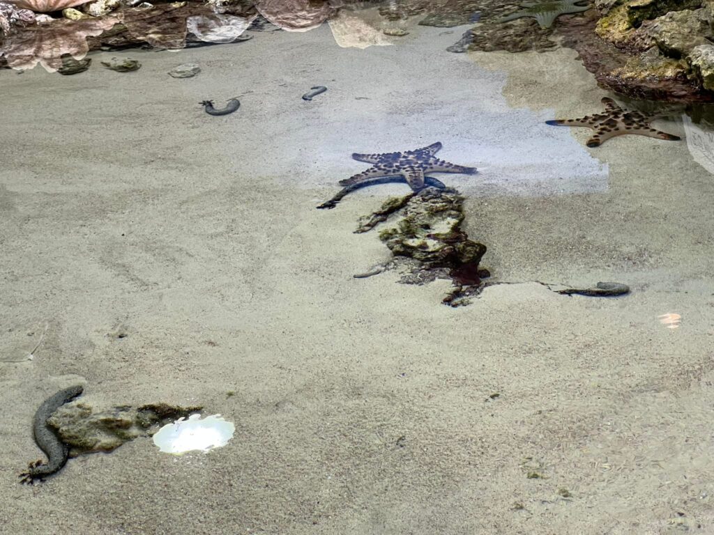 美ら海水族館のヒトデ