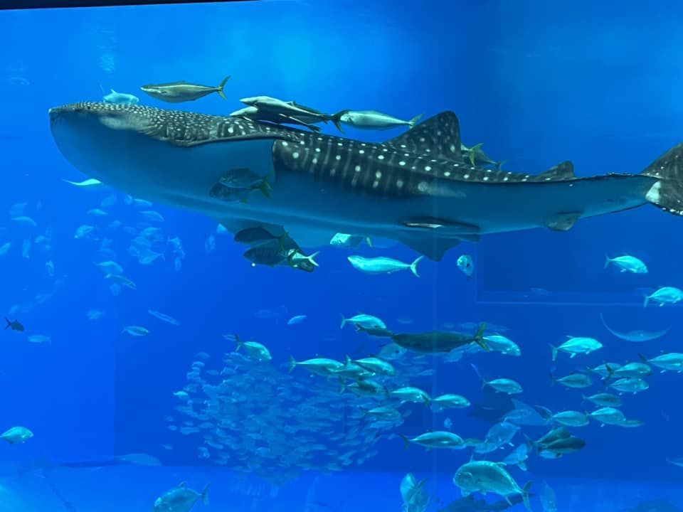 美ら海水族館の割引チケットコンビニある？ 道の駅・ローソンを調査