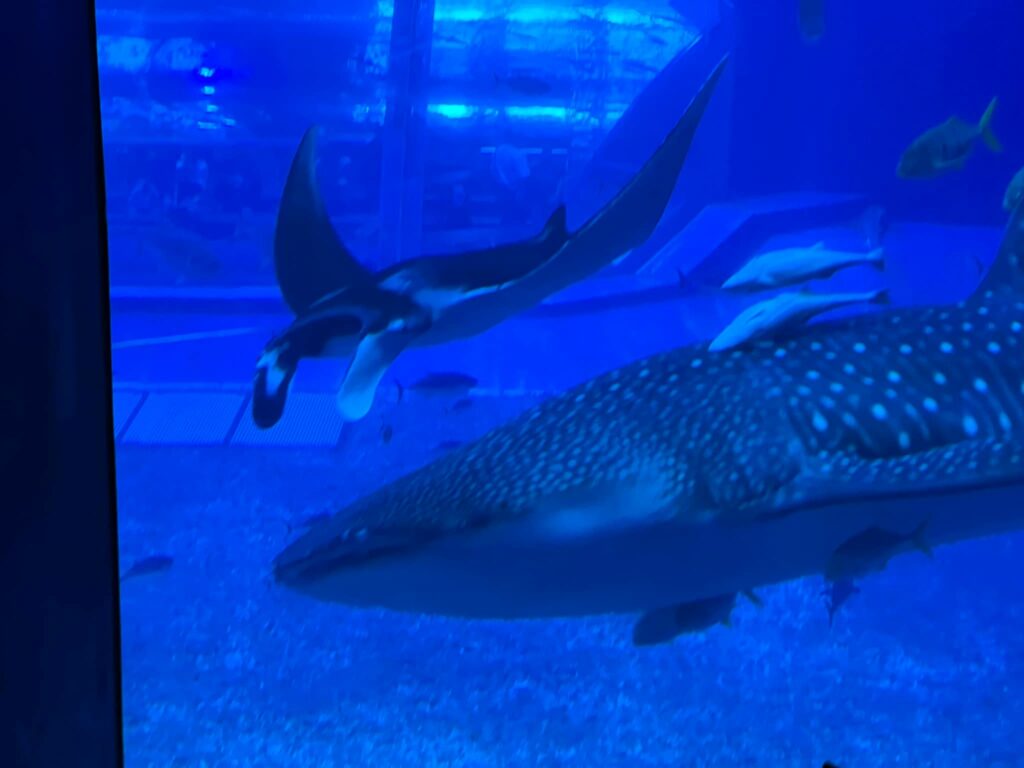 美ら海水族館の見どころは？ジンベイザメや沖縄の海洋生物を楽しめる